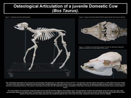 A image of a cos skeleton